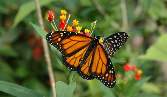 Papiliorama