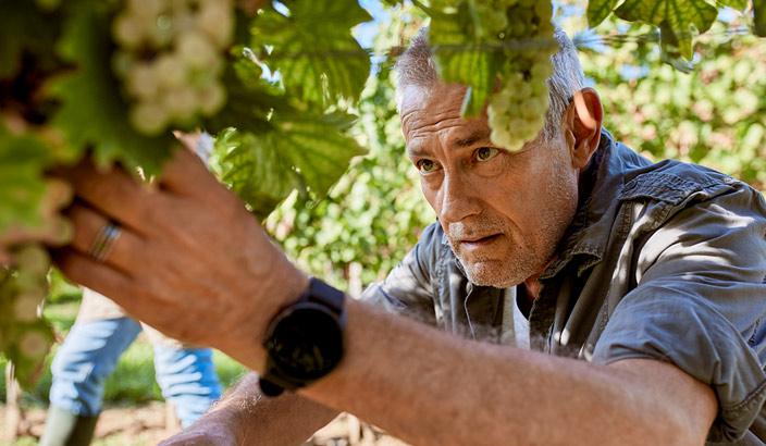 Un vigneron récolte une grappe de raisin