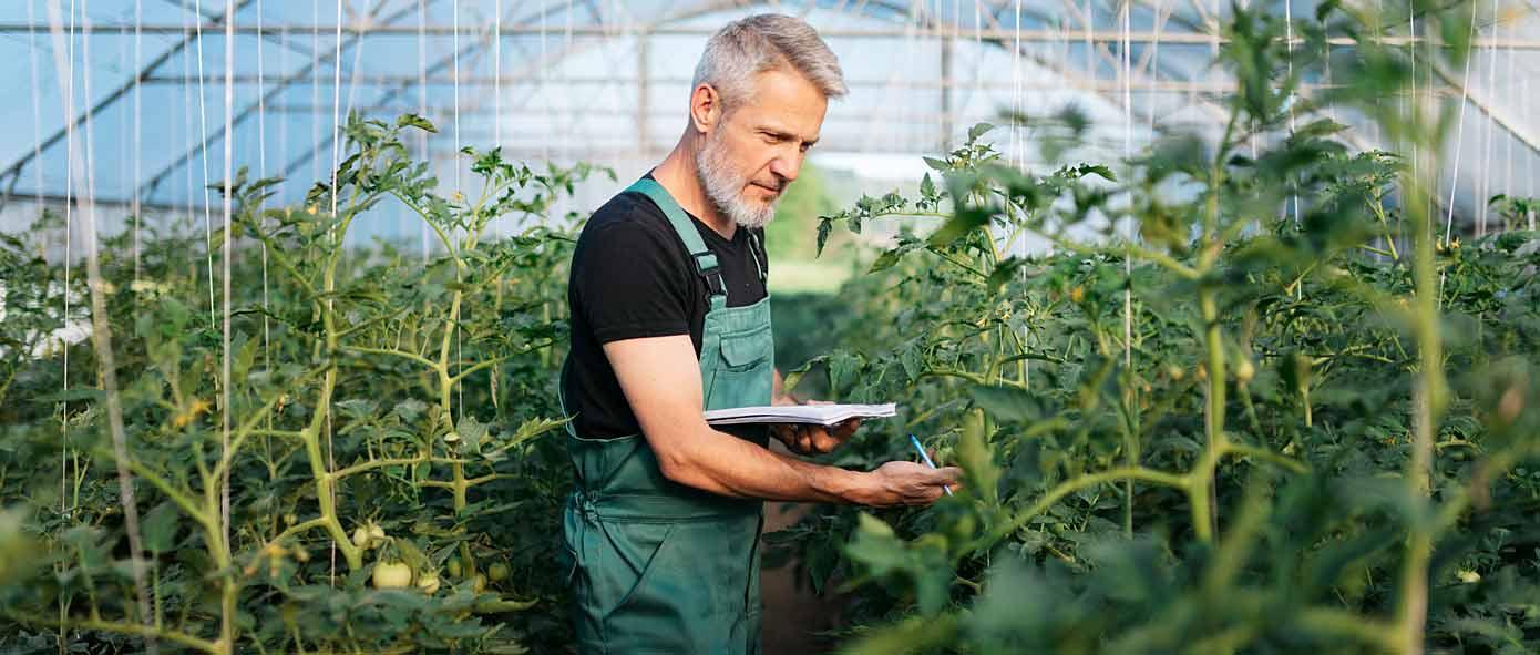 Un agriculteur avec un carnet de notes dans une serre de tomates
