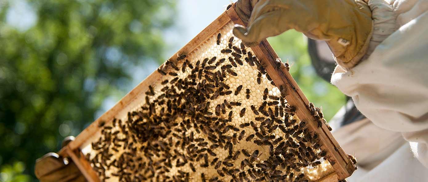 Une apicultrice récole du miel