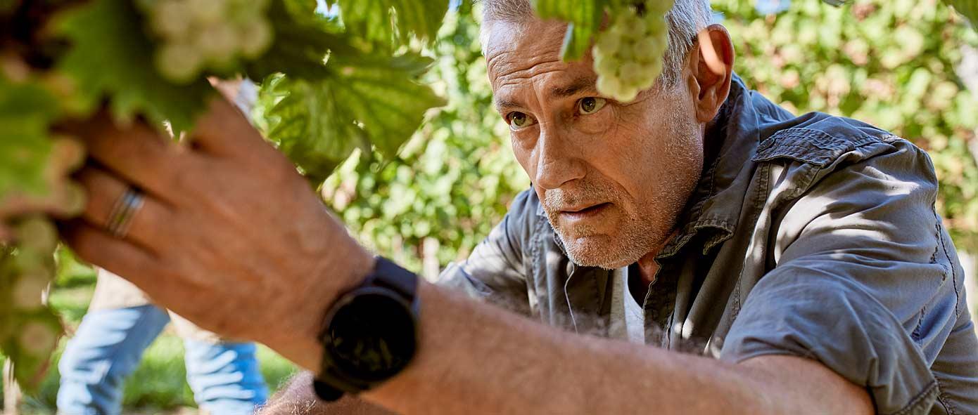 Un vigneron récolte une grappe de raisin